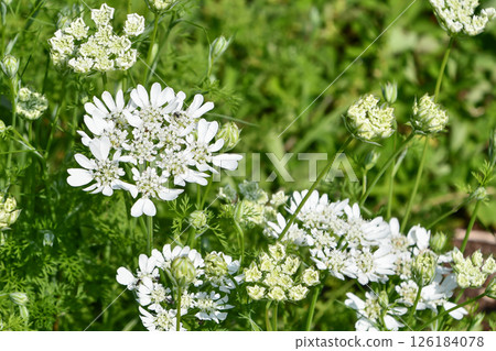 Orlea (Orlaya) 126184078