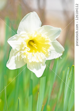 Flowers around the house, various seasonal plants. In spring, the pure white daffodil flowers bloomed in the flowerbed in the park. Flowers around the house, various seasonal plants. In spring, the pure white daffodil flowers bloomed in the flowerbed in the park. 126184112