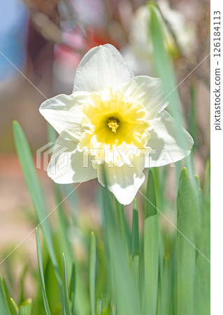 Flowers around the house, various seasonal plants. In spring, the pure white daffodil flowers bloomed in the flowerbed in the park. Flowers around the house, various seasonal plants. In spring, the pure white daffodil flowers bloomed in the flowerbed in the park. 126184113