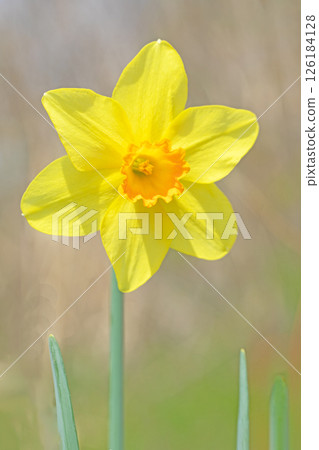 Flowers around the house, various in the four seasons. Beautiful yellow daffodils bloomed in the flowerbed in the park in early spring. 126184128
