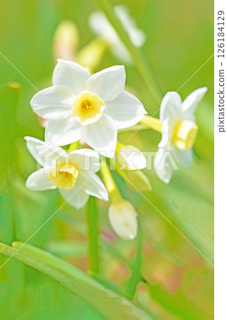 Flowers around the house, various seasons. In a corner of the garden, a lovely Japanese daffodil has bloomed, heralding the arrival of spring. Flowers around the house, various seasons. In a corner of the garden, a lovely Japanese daffodil has bloomed, heralding the arrival of spring. 126184129