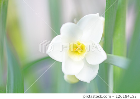 Flowers around the house, various seasons. In a corner of the garden, a lovely Japanese daffodil has bloomed, heralding the arrival of spring. 126184152