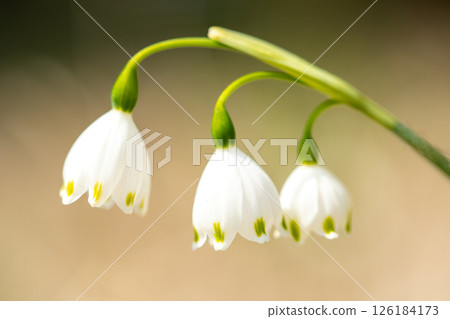 屋周圍鮮花盛開,四季各有不同。花園的一角,盛開著一朵潔白嬌嫩的雪花。 屋周圍鮮花盛開,四季各有不同。花園的一角,盛開著一朵潔白嬌嫩的雪花。 126184173