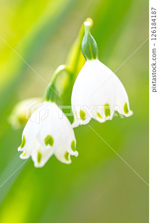 屋周圍鮮花盛開，四季各有不同。花園的一角，盛開著一朵潔白嬌嫩的雪花。 126184187