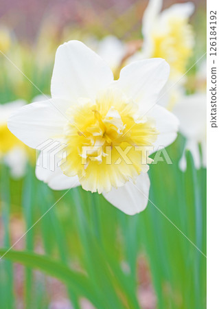 Flowers around the house, various seasonal flowers, pure white daffodils bloomed in the flowerbed in the spring park. Flowers around the house, various seasonal flowers, pure white daffodils bloomed in the flowerbed in the spring park. 126184192