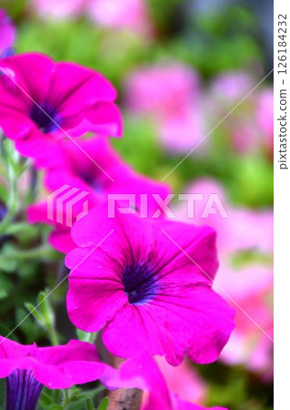 Petunia in full bloom 126184232