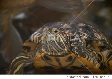 turtle  126184496