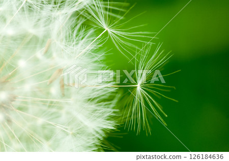 Fluff of dandelion Fluff of dandelion 126184636