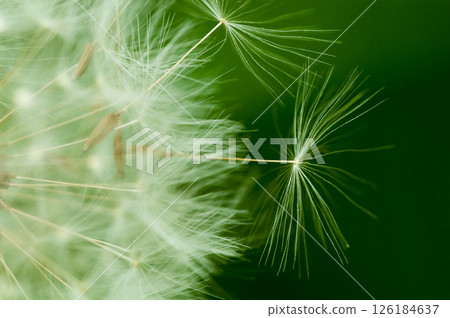 Fluff of dandelion Fluff of dandelion 126184637