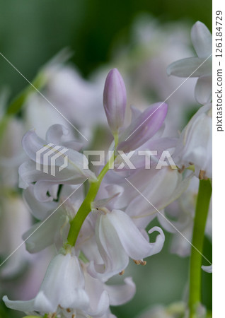 貝爾水仙花 貝爾水仙花 126184729