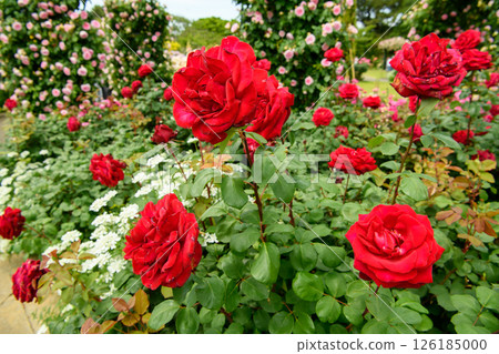 A red rose 126185000