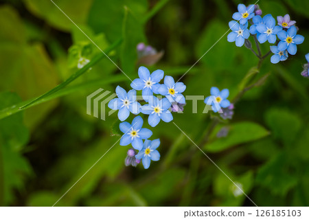 Vibrant image featuring a cluster of delicate blue forget-me-not flowers blooming. 126185103