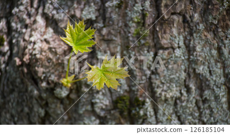 A macro shot of delicate maple leaves sprouting from the rough bark of a tree. 126185104