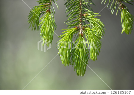 A close shot of fresh, green spruce needles on a branch, showcasing spring's new growth. 126185107