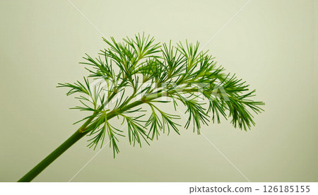 Elegant cluster of dill in a minimalist style, with lime green and butter yellow tones 126185155