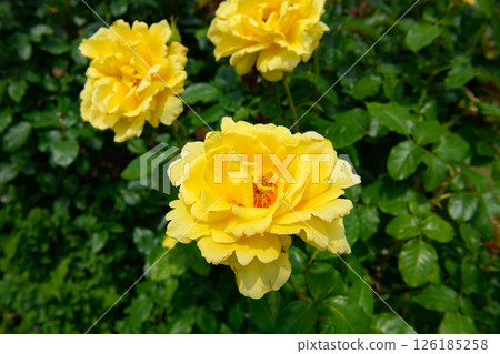 黃玫瑰 126185258