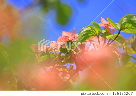 粉紅色的山茱萸花 126185267
