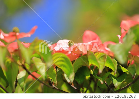 pink dogwood flower pink dogwood flower 126185268
