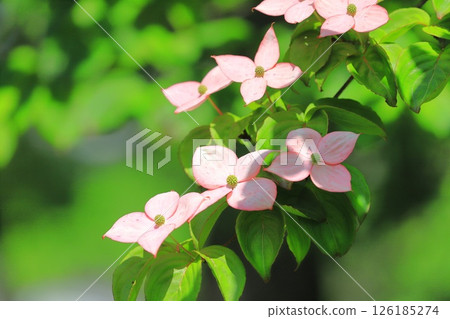 pink dogwood flower 126185274