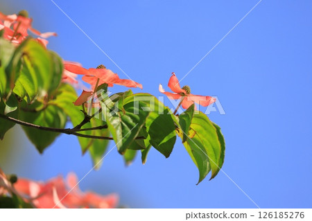 pink dogwood flower pink dogwood flower 126185276