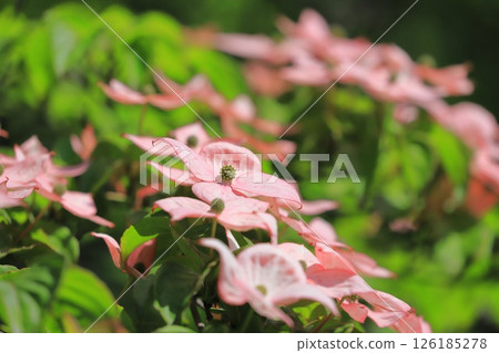 粉紅色的山茱萸花 粉紅色的山茱萸花 126185278