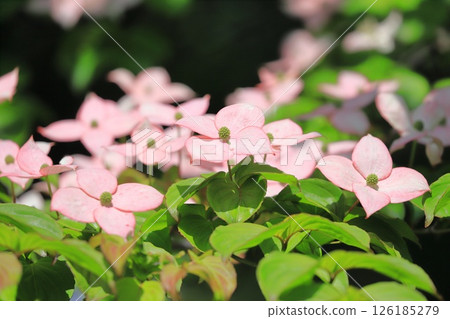 pink dogwood flower pink dogwood flower 126185279
