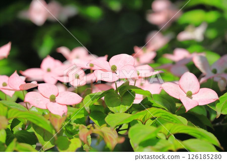 pink dogwood flower pink dogwood flower 126185280