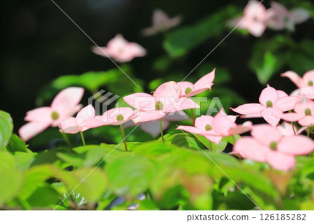 粉紅色的山茱萸花 126185282