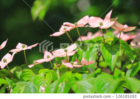 粉紅色的山茱萸花 126185283