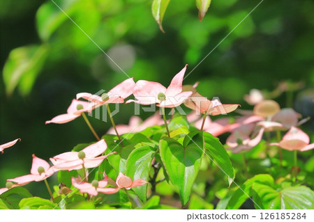 粉紅色的山茱萸花 粉紅色的山茱萸花 126185284