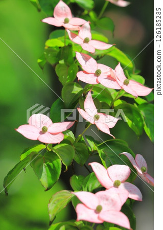 pink dogwood flower pink dogwood flower 126185285
