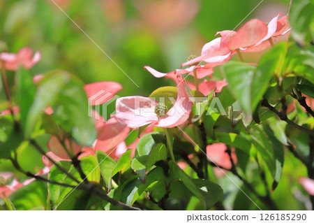 pink dogwood flower pink dogwood flower 126185290
