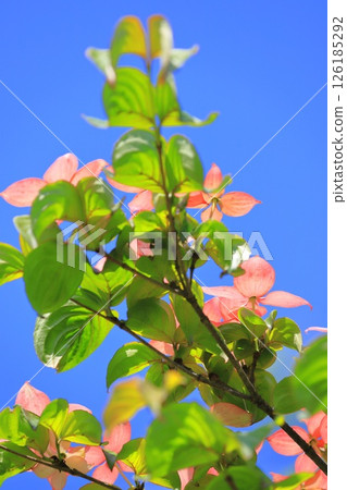 粉紅色的山茱萸花 126185292