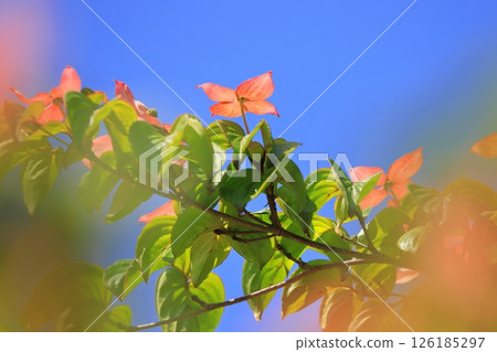 pink dogwood flower pink dogwood flower 126185297