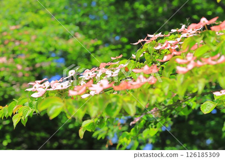 pink dogwood flower pink dogwood flower 126185309