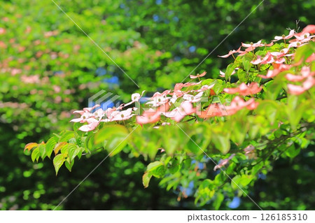 pink dogwood flower 126185310