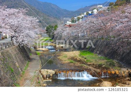 Cherry blossom trees along the Ashiya River and the fresh greenery of Mt. Rokko Cherry blossom trees along the Ashiya River and the fresh greenery of Mt. Rokko 126185321