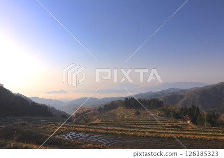 松尾的獨櫻與雲海、宮津灣日出時的梯田美景 / 丹後的名櫻 / 丹後天橋立大江山國定公園 126185323