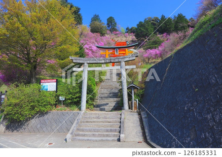 鹿崎稻荷神社的杜鵑花海和紅色鳥居/天橋立、雪舟館展望台 鹿崎稻荷神社的杜鵑花海和紅色鳥居/天橋立、雪舟館展望台 126185331