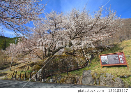生野高原的犬鷲櫻花 / 樹齡數百年的巨型山櫻 / 對景觀形成具有重要意義的樹木 126185337