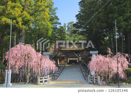 金剛峰寺的重瓣紅色垂枝櫻花 / 世界遺產 / 平成百景 126185346