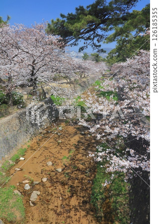 宿川公園的櫻花樹 / 宿川河岸綠地 / 兵庫縣西宮市 / 日本百選櫻花勝地 / 鞍倉園 126185355
