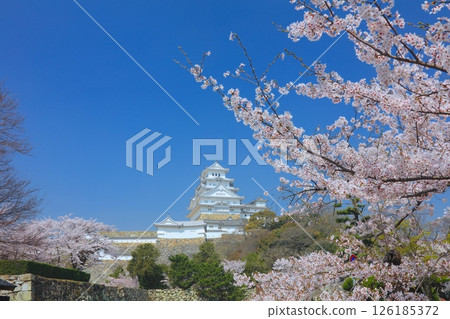 姬路城與盛開的櫻花（姬路市立美術館附近）/姬路城十景/世界遺產/國寶/日本百選櫻花勝地 126185372