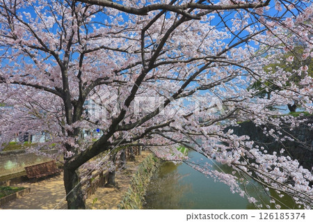 Himeji Castle, Senhime Path (cherry blossoms lined in full bloom) / World Heritage Site / National Treasure / Top 100 Cherry Blossom Spots in Japan Himeji Castle, Senhime Path (cherry blossoms lined in full bloom) / World Heritage Site / National Treasure / Top 100 Cherry Blossom Spots in Japan 126185374