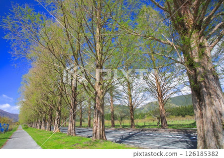 Makino Highlands Metasequoia Tree Line (New greenery, budding season) / New 100 Views of Japanese Roadside Trees / Lake Biwa Quasi-National Park 126185382