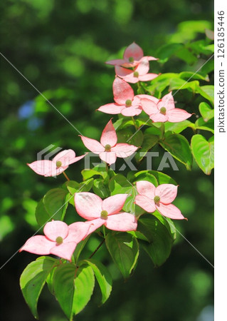 pink dogwood flower pink dogwood flower 126185446