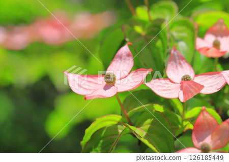 粉紅色的山茱萸花 126185449