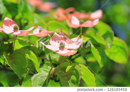 粉紅色的山茱萸花 粉紅色的山茱萸花 126185450