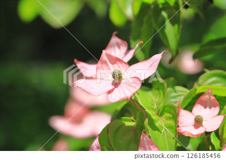 粉紅色的山茱萸花 126185456