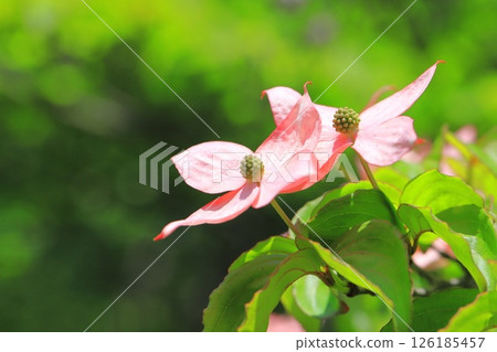 粉紅色的山茱萸花 126185457